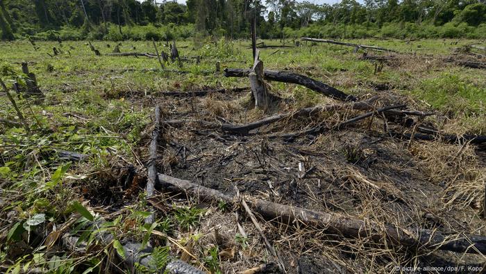 Amazonas Rodung Kahlschlag Regenwald Vernichtung