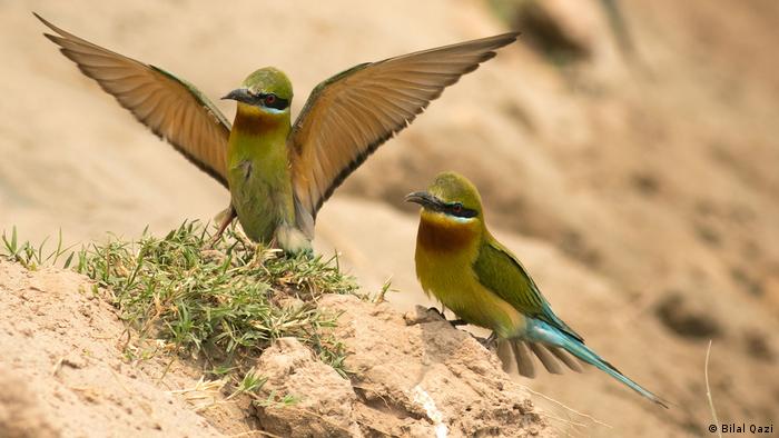 Bildergalerie Wildtierfotograf Bilal Qazi | Zugvögel | Blauschwanzspint (Bilal Qazi)
