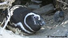 Die Gefährdung argentinischer Pinguine durch Plastikmüll 