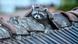 A raccoon on the roof A raccoon on the roof