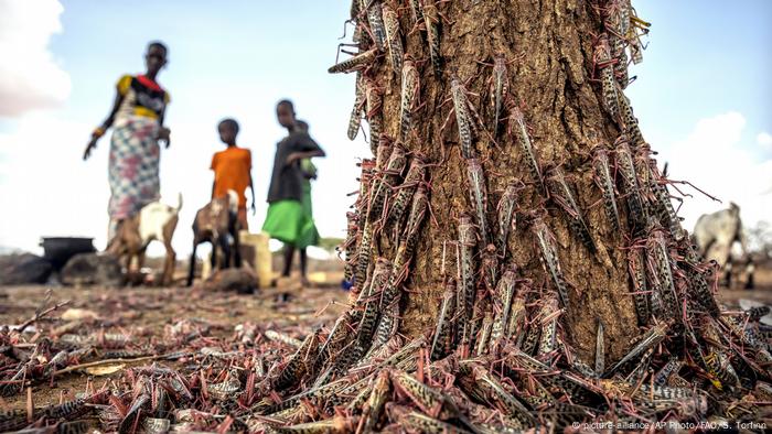 Desert locusts swarm over a tree in Kipsing, near Oldonyiro