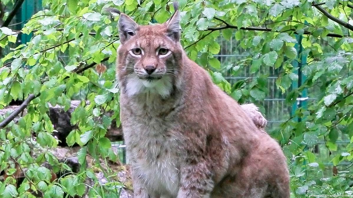 Rufus, Germany's favorite fat lynx, put down – DW – 05/13/2020