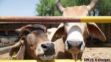 Cows in Bikaner, India , 2020
Two calves at a 'gaushala, cow shelter, in Bikaner, India
Bild: DW/Saskia Konniger