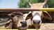 Cows peer through gate Cows peer through gate