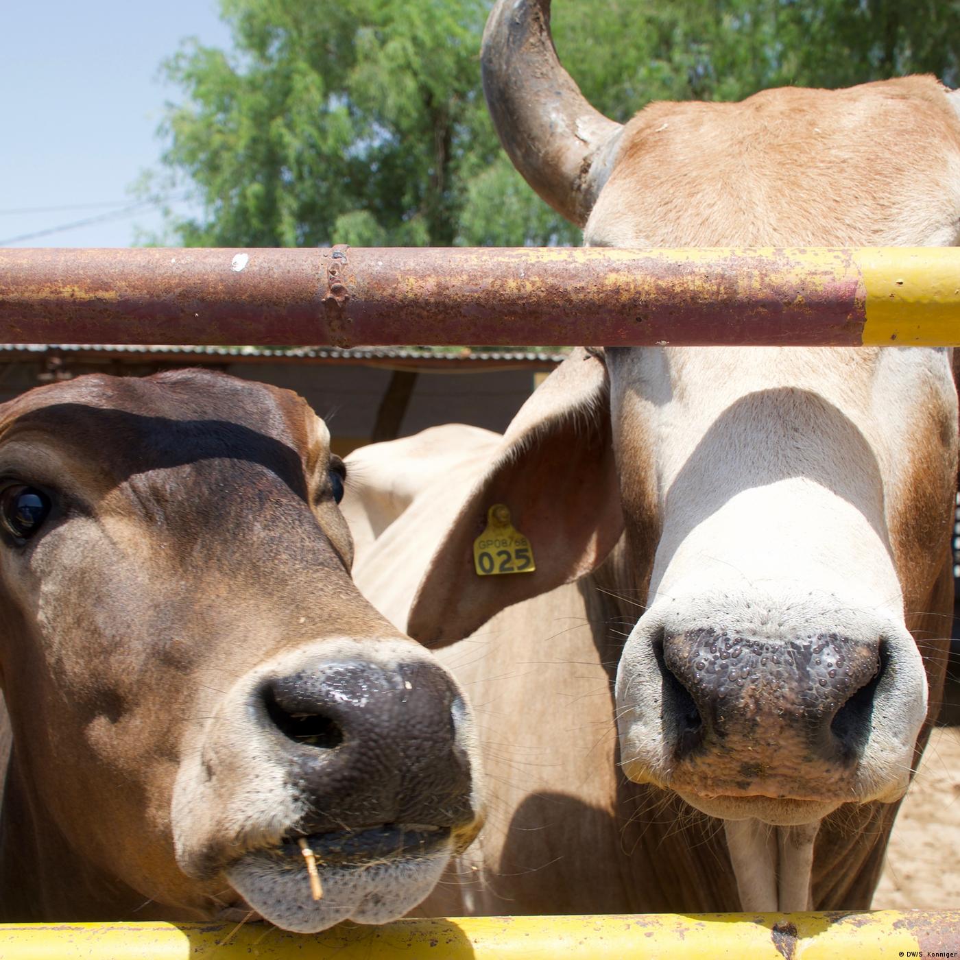 Living Planet: A twisted affinity for animals