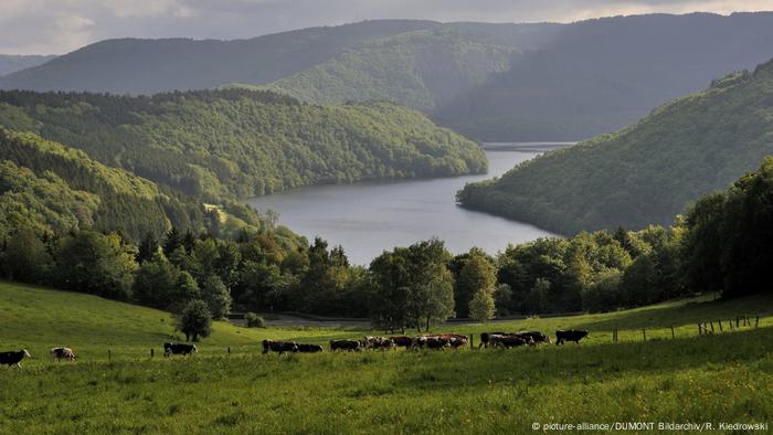Germany | View over cow pastures to hills and a lake in the Eifel region Germany | View over cow pastures to hills and a lake in the Eifel region