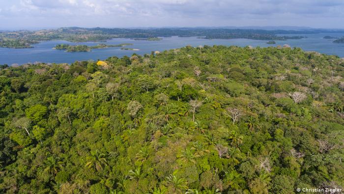 La Isla de Barro Colorado, en Panamá, es uno de los focos de investigación de la biodiversidad. La zona fue reforestada después de su uso para la agricultura hace 100 años. 