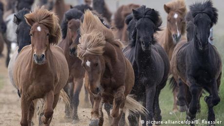 Mehrere Pferde galoppieren über eine Wiese.