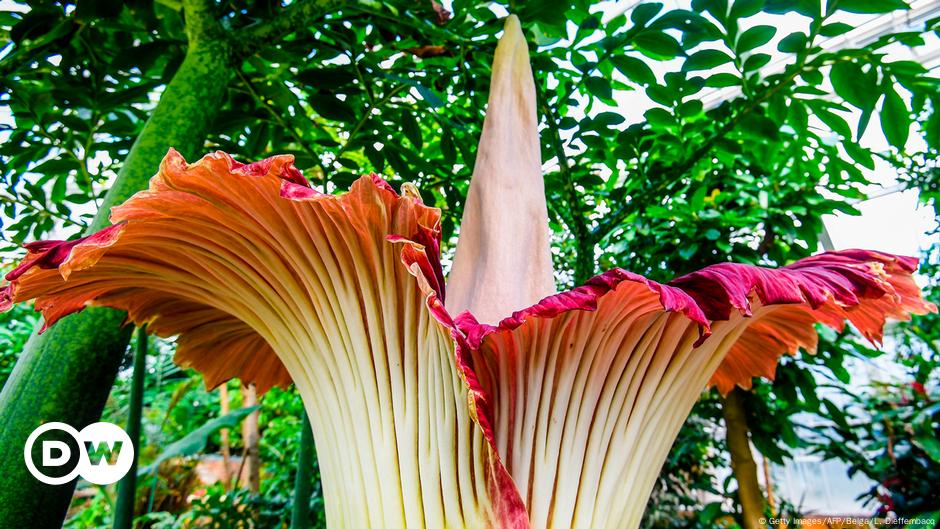 Gigantesca y fétida 'Flor Cadáver' brotó en Varsovia y atrajo multitudes |  Ciencia y Ecología | DW 