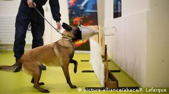 Tim riset di Prancis lakukan pelatihan anjing  pengendus Covid-19