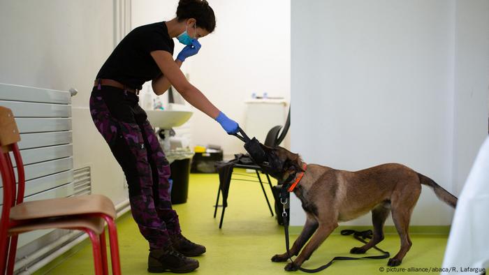 BG Hunde sollen Corona Erkrankung aufspüren BG Hunde sollen Corona Erkrankung aufspüren