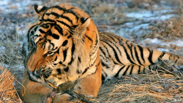 Sibirischer Tiger Nordost China Flash-Galerie
