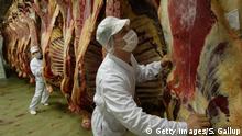 ARCHIV *** FURTH IM WALD, GERMANY - MARCH 12: Czech workers Martin Lorenc (R) and Zdenek Rueckl push halves of beef along a hanging conveyor at the Moksel slaughterhouse and meat processing center March 12, 2004 in Furth im Wald, Germany. Both men, like thousands of other Czechs who live near the border, live in the Czech Republic but commute daily to their jobs in Germany. Despite Germany's high unemployment the German government has allowed certain sectors of the German economy, including food processing and restaurants and hotels, to hire Czechs as there are not enough Germans to fill the positions. Though the Czech Republic will join the European Union on May 1, 2004, many commuting Czechs are concerned that it might in fact become more difficult for them to renew their work permits as new German legislation aimed at preventing a large influx of labour from the East goes into effect. (Photo Sean Gallup/Getty Images) 