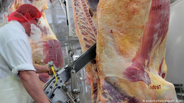 Cow carcass being cut up in slaughterhouse in Germany