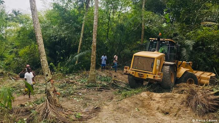 A bulldozer clears bush amid palm trees