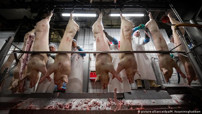 Mitarbeiter eines Schlachthofs im niedersächsichen Garrel zerteilen am Fließband hängende Schweine 