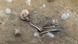 Esqueleto de mais de 4 mil anos encontrado em Brandemburgo Esqueleto de mais de 4 mil anos encontrado em Brandemburgo