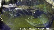 In this photo taken on Tuesday, Feb. 19, 2019, the alligator Saturn swims in water at the Moscow Zoo, in Moscow, Russia. An alligator that many believed to have once belonged to Adolf Hitler has died in the Moscow Zoo. The zoo said the alligator, named Saturn, was about 84 years old and died on Friday. (AP Photo/Mikhail Bibichkov) |