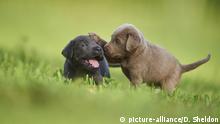 Black und Chocolate Labrador Retriever, Welpen spielen auf einer Wiese, Deutschland, Europa | Verwendung weltweit, Keine Weitergabe an Wiederverkäufer.