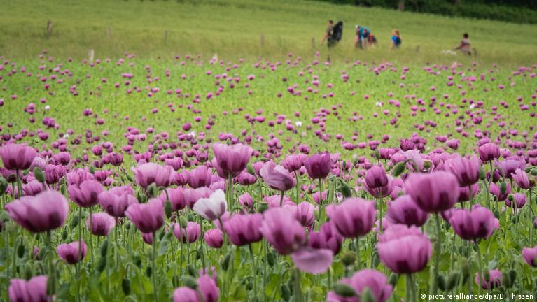 В Германии цветет снотворный мак – DW – 31.05.2020