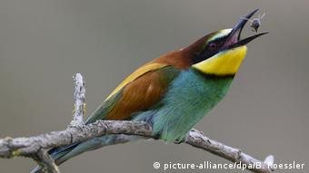 Γερμανία / μελισσοφάγος Γερμανία / μελισσοφάγος