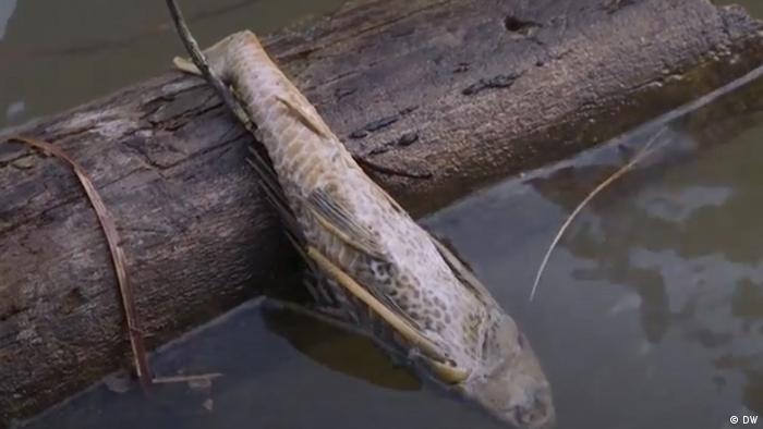 Ein toter Fisch liegt im Fluss bei Rukam in Indonesien.