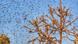 Swarms of locust attack trees in the residential areas of Jaipur, Rajasthan, Monday, May 25, 2020. Swarms of locust attack trees in the residential areas of Jaipur, Rajasthan, Monday, May 25, 2020.