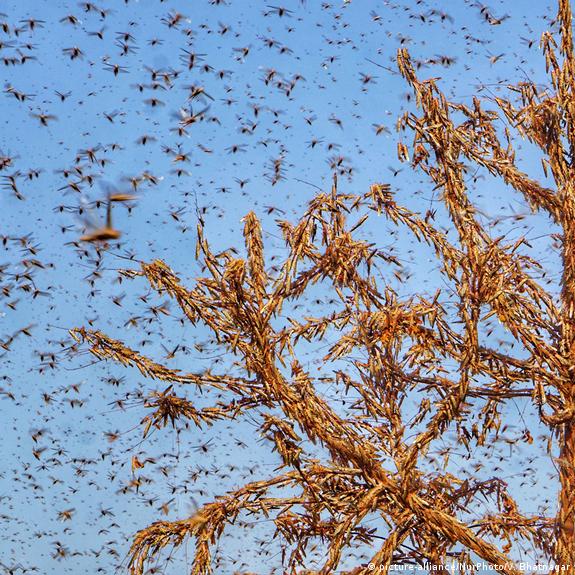 India enfrenta su peor plaga de langostas en casi 30 años – DW – 27/05/2020