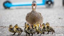 Duck family causes car accident in Germany