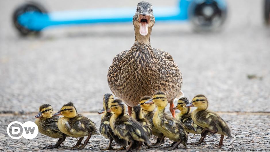 Duck family causes car accident in Germany – DW – 06/05/2022