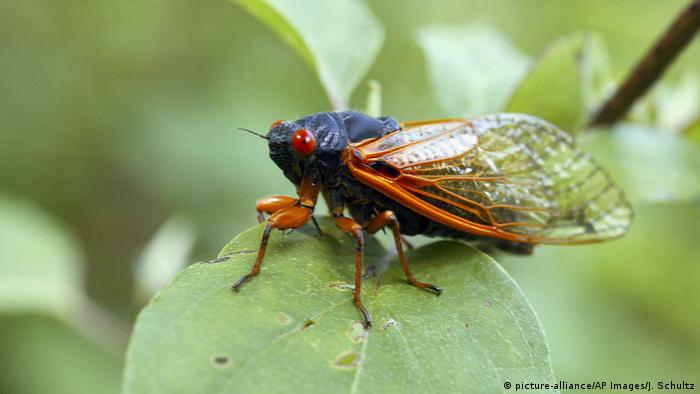 Cuando los escarabajos, grillos y polillas escuchan las ondas ultrasónicas de sus depredadores, huyen o vuelan en zigzag o en ondas.