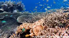 UNESCO：建议将大堡礁划归“濒危”是“行动呼吁”
