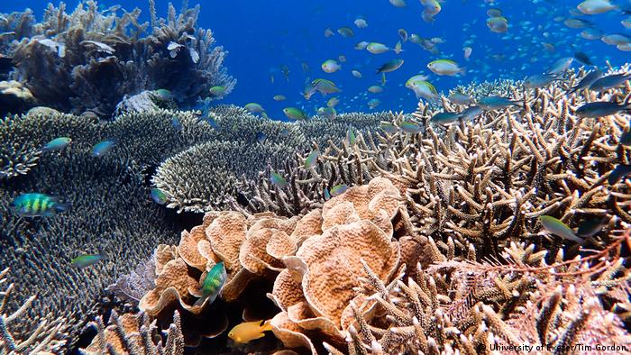 Grün-blaue und orange farbene Fische tummeln sich zwischen den beige und gräulichen Korallenriffs im Great Barrier Reef vor Australien