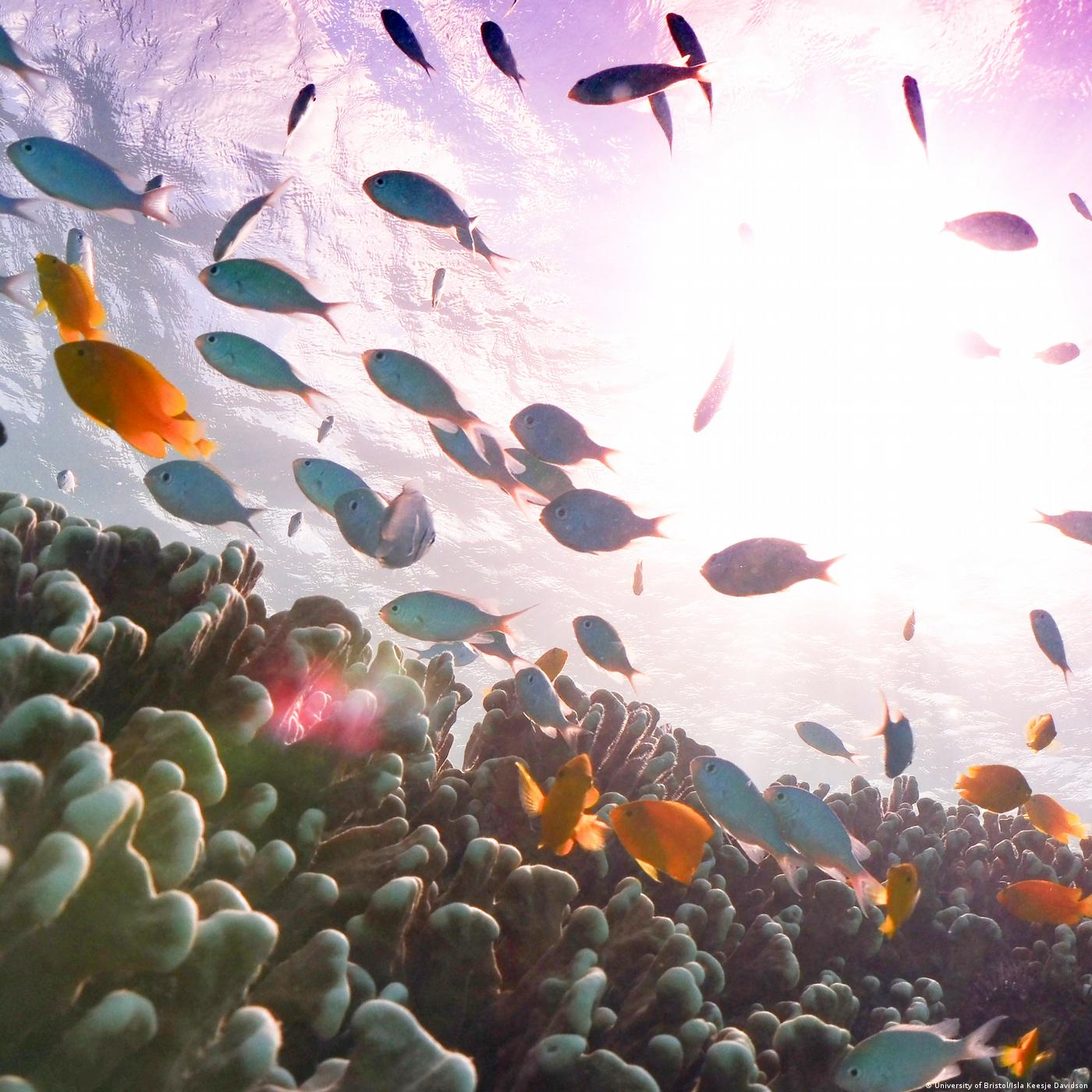 Living Planet: Sounds of the sea