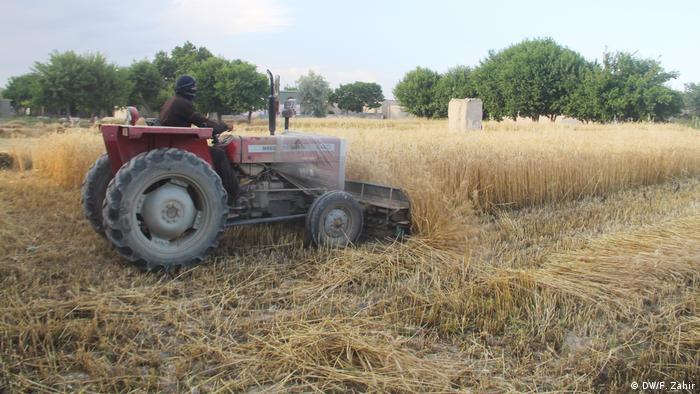 Afghanistan Khost | Landwirtschaft Afghanistan Khost | Landwirtschaft