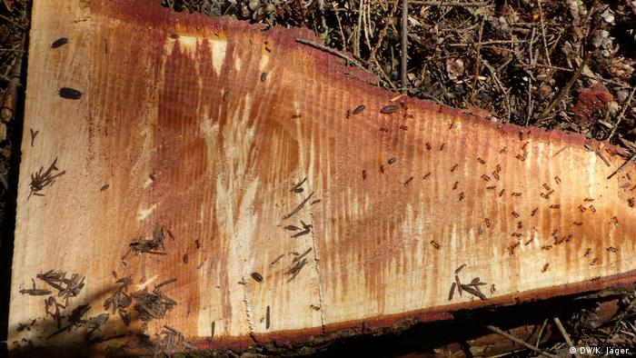 Kellerasseln und Ameisen zersetzen Totholz