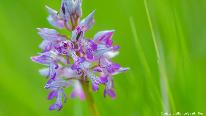 Ятрышник шлемоносный в Бранденбурге