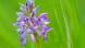 Ятрышник шлемоносный (лат. Orchis militaris, нем. Helm-Knabenkraut) Ятрышник шлемоносный (лат. Orchis militaris, нем. Helm-Knabenkraut)