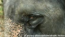 Toman muestras nasales y rectales a 28 elefantes tras muerte de león por covid en la India