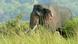 Indian elephant in Uttarkhand Indian elephant in Uttarkhand