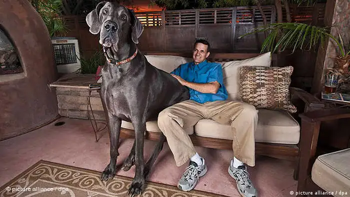 World's largest dog in 2010 (picture alliance / dpa)