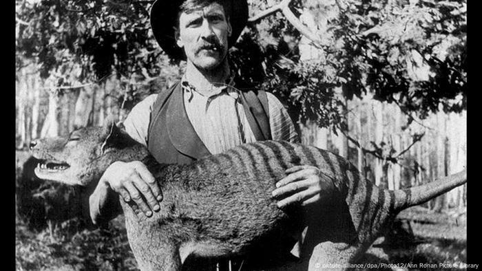 This photo from 1925 shows a hunter with the now extinct Tasmanian tiger