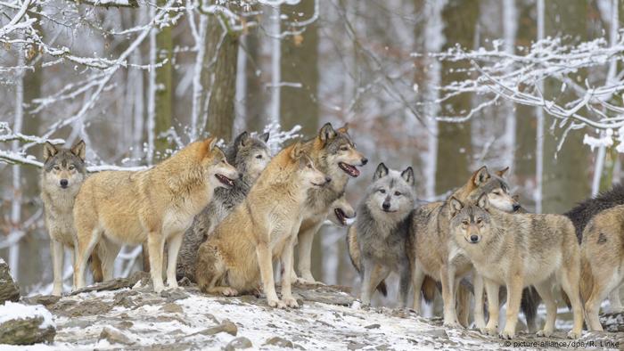 Wolves Are Protected Even In Human Settlements Top Eu Court Rules News Dw 11 06 2020