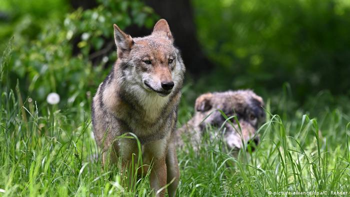 Wolves pictured in the Ekelholt wildlife park in Germany. Photo from June 2020.