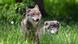 Wolves pictured in the Ekelholt wildlife park in Germany. Photo from June 2020. Wolves pictured in the Ekelholt wildlife park in Germany. Photo from June 2020.