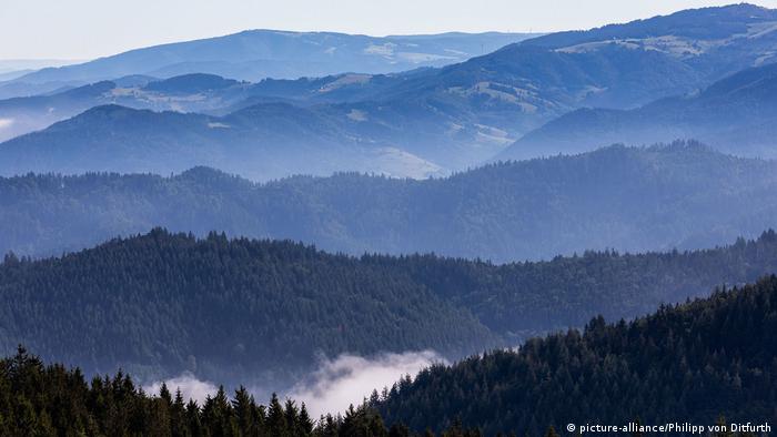 Утренний туман в Шварцвальде