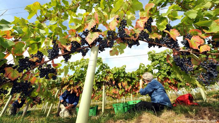 Berači grožđa sakupljaju u vinogradu Ryedale u Westowu blizu Yorka