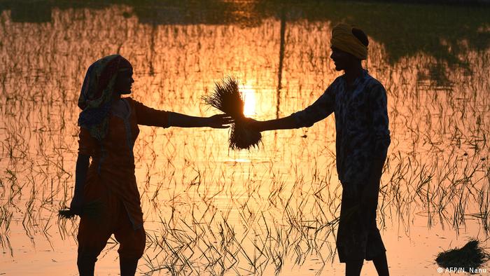 BdTD Indien Amritsar Reis-Pflanzung (AFP/N. Nanu)