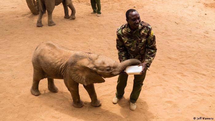 DW Eco Africa - Reteti Elephant Sanctuary in Kenya 
