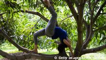 Yoga instructor Tammineni Padma performs yoga a posture while balancing on tree branches on the eve of International Yoga Day, in Hyderabad on June 20, 2020. (Photo by NOAH SEELAM / AFP) (Photo by NOAH SEELAM/AFP via Getty Images)